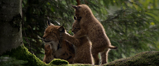 "Der wilde Wald - Natur Natur sein lassen" (2021); Quelle: mindjazz pictures, DFF
