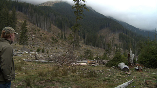 "Wood - Der geraubte Wald" (2020); Quelle: Filmtank Audience, DFF