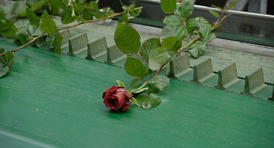 "Une Fleur à la bouche" (2022); Quelle: 72. Internationale Filmfestspiele Berlin (Katalog), © Poulet-Malassis Films, Les films du Worso