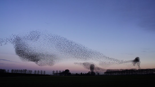 "Vogelperspektiven" (2022)