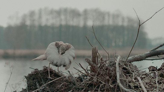 "Die toten Vögel sind oben" (2022)