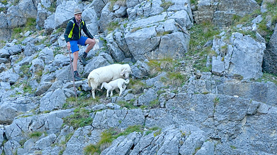 "Schafstage - Im Karwendel mit den Mittenwalder Schäfern" (2023)