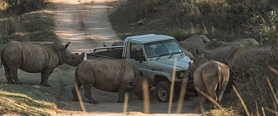 "Thabo - Das Nashorn-Abenteuer" (2023)