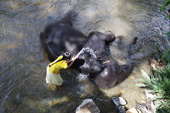 "Chandani und ihr Elefant" (2010)