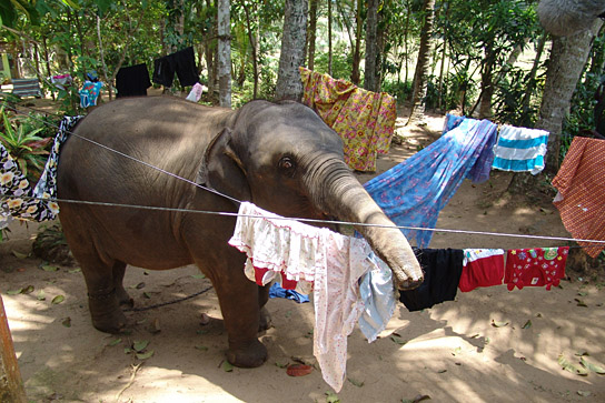 "Chandani und ihr Elefant" (2010)