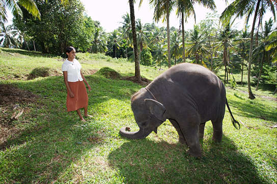 "Chandani und ihr Elefant" (2010)
