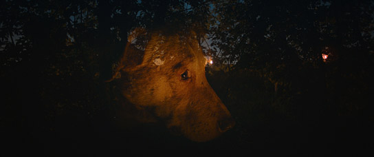 "Dreaming Dogs" (2024)