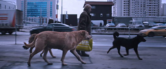 "Dreaming Dogs" (2024)