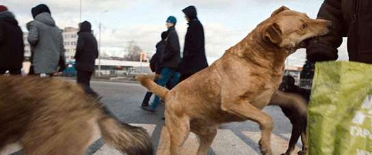 "Dreaming Dogs" (2024)