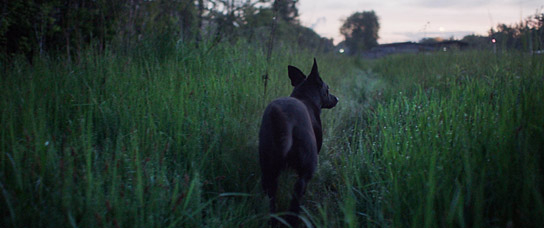"Dreaming Dogs" (2024)