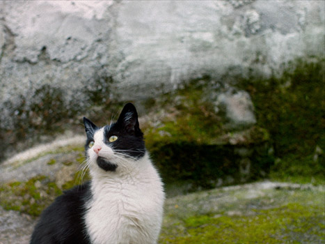 "Stille Beobachter" (2024)