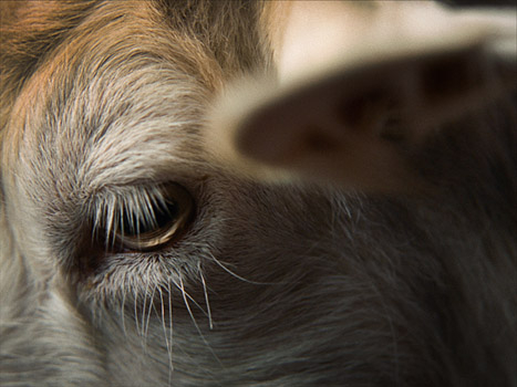 "Stille Beobachter" (2024)