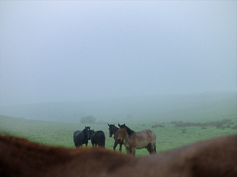 "Stille Beobachter" (2024)