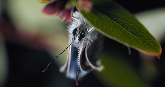 "Insekten - Helden im Verborgenen" (2026)