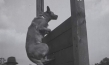 Screenshot aus "Hüter der Ordnung"