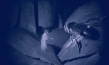 Die Biene Maja und ihre Abenteuer