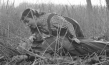 Wildwechsel