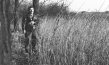 Wildwechsel