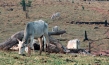 Kahlschlag - Der Kampf um Brasiliens letzte Wälder