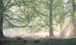 Das grüne Wunder - Unser Wald