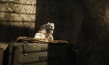 Geld her oder Autsch'n!; © Universum, DreamerJointVentureFilmproduktion 2013