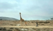 Giraffada