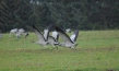 Deutschlands wilde Vögel
