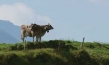 Die Alpen - Unsere Berge von oben; Quelle: Alamode Filmverleih, DIF, © Vidicom