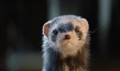 Vaterfreuden, © Pantaleon Films, Wiedemann & Berg Film, Warner Bros., Seven Pict
