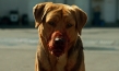 Underdog, Quelle: Delphi Filmverleih, DIF