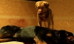 Underdog, Quelle: Delphi Filmverleih, DIF