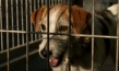 Underdog, Quelle: Delphi Filmverleih, DIF