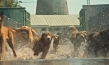 Underdog, Quelle: Delphi Filmverleih, DIF