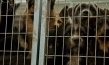 Underdog, Quelle: Delphi Filmverleih, DIF