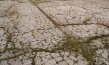 "Wild Plants", Quelle: Real Fiction Filmverleih, DIF, © Close Up Films