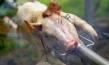 "Im Namen der Tiere", Quelle: W-film, DIF, © W-film, www.shutterstock.de
