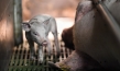 "The End of Meat - Eine Welt ohne Fleisch", Quelle: mindjazz pictures, DIF