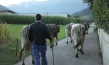 "Das System Milch", Quelle: Tiberius Film, DIF, © EIKON Media und MIRAMONTE FILM
