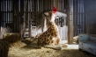 "Mein Freund, die Giraffe", Quelle: Little Dream Entertainment, DIF