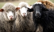 "Citizen Animal – Eine kleine Familie reist zu den Tieren", Quelle: JIP Film und Verleih, DIF, © JIP Film und Verleih, Foto: Tatjana Kühr