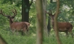 "Auf der Jagd - Wem gehört die Natur?", © Broadview Pictures