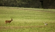 "Auf der Jagd - Wem gehört die Natur?" (2017)