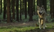 "Auf der Jagd - Wem gehört die Natur?", © Broadview Pictures