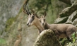 "Auf der Jagd - Wem gehört die Natur?", © Broadview Pictures