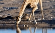 "Namibia", Quelle: imFilm Agentur + Verleih, DIF, © 2009 Michael Scharl