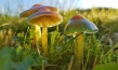 "Die Wiese - Ein Paradies nebenan", Quelle: polyband Medien, DIF, © nautilusfilm, polyband Medien GmbH