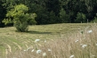"Die Wiese - Ein Paradies nebenan", Quelle: polyband Medien, DIF, © nautilusfilm, polyband Medien GmbH