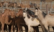 "Magie der Wildpferde", Quelle: Koryphäen Film, DIF, © catamaranfilms