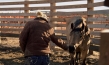 "Magie der Wildpferde", Quelle: Koryphäen Film, DIF, © catamaranfilms