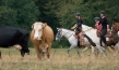 "Magie der Wildpferde", Quelle: Koryphäen Film, DIF, © catamaranfilms